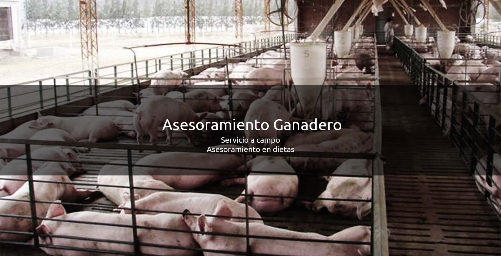 Asesoramiento Ganadero